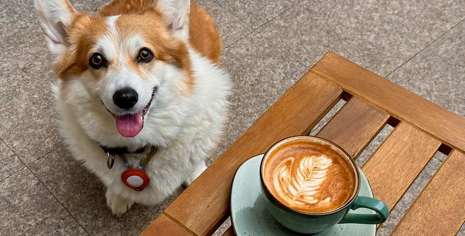A smiling dog next to a latte on a wooden table